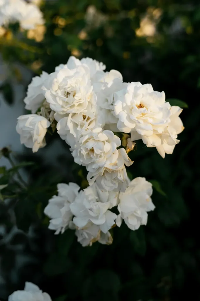 fotógrafo_bodas_málaga